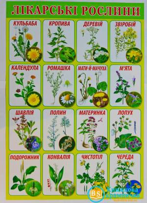 Раскраска для детей лекарственные растения с названиями #18 #284458