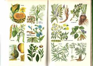 Раскраска для детей лекарственные растения с названиями #21 #284461