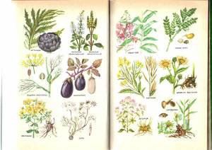 Раскраска для детей лекарственные растения с названиями #22 #284462