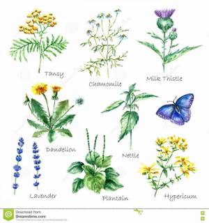Раскраска для детей лекарственные растения с названиями #23 #284463