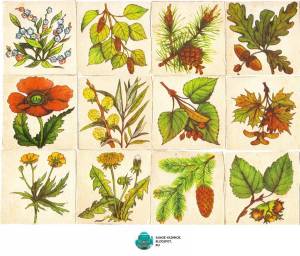 Раскраска для детей лекарственные растения с названиями #27 #284467