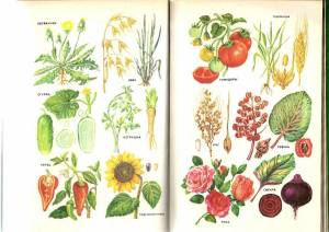 Раскраска для детей лекарственные растения с названиями #28 #284468