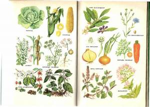 Раскраска для детей лекарственные растения с названиями #29 #284469
