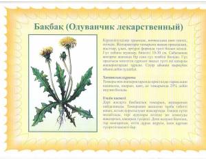 Раскраска для детей лекарственные растения с названиями #30 #284470