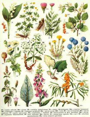 Раскраска для детей лекарственные растения с названиями #32 #284472