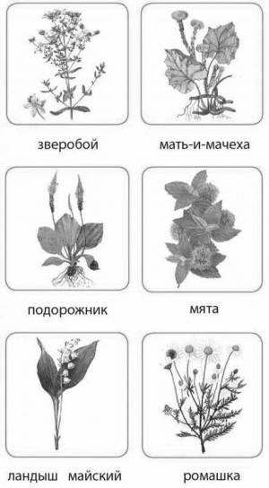 Раскраска для детей лекарственные растения с названиями #35 #284475