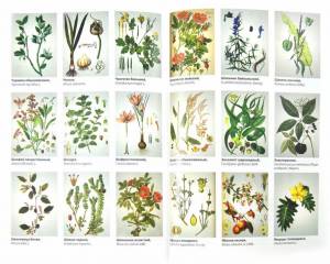 Раскраска для детей лекарственные растения с названиями #36 #284476