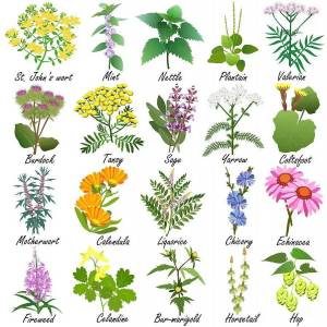 Раскраска для детей лекарственные растения с названиями #39 #284479