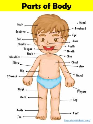 Раскраска для детей части тела на английском языке #6 #286965