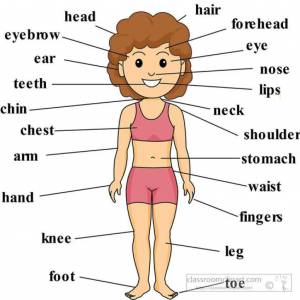 Раскраска для детей части тела на английском языке #10 #286969