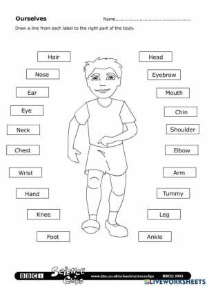 Раскраска для детей части тела на английском языке #15 #286974