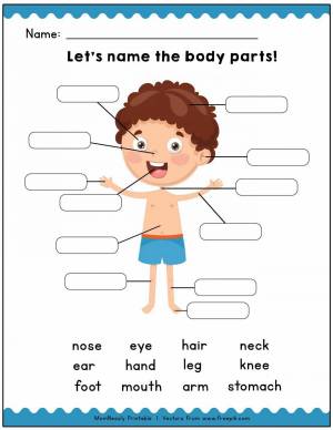 Раскраска для детей части тела на английском языке #23 #286982