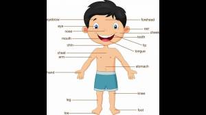 Раскраска для детей части тела на английском языке #31 #286990