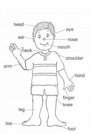 Раскраска для детей части тела на английском языке #37 #286996