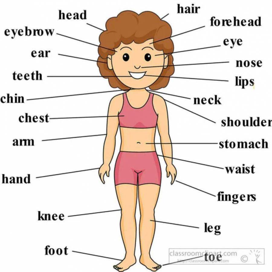 Проект части тела по английскому языку 3 класс