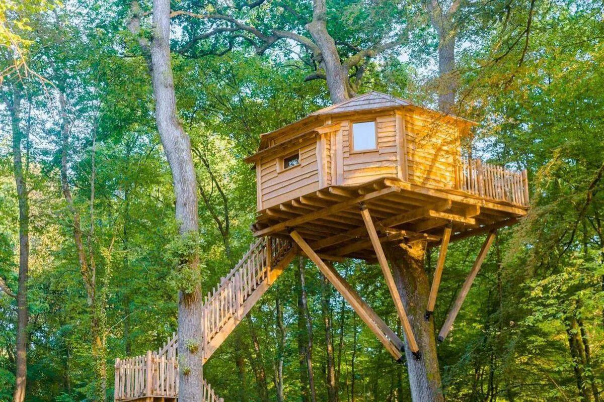 Передача дом на дереве Дискавери. Дом на деревьях Шотландия климанрюк. Дом на дереве (Британская Колумбия, Канада). Treehouse домик на дереве.