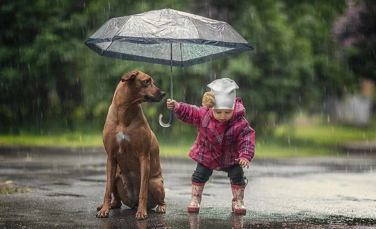 День прогвлов под Дождкм. День прогулокплд дождем. Собака под дождем.