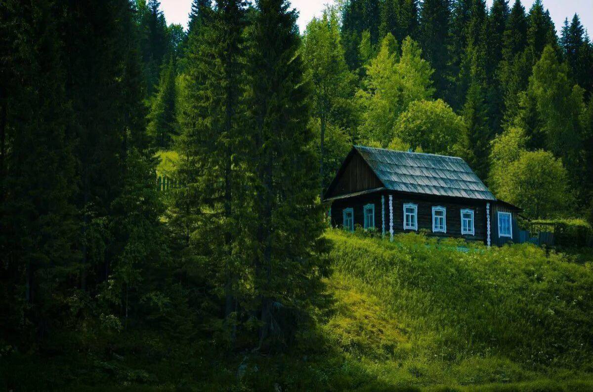 Дом в лесу #1