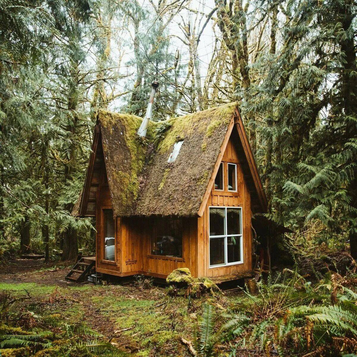 Дом в лесу #31