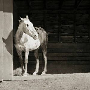 Раскраска долговязая лошадь #8 #295164