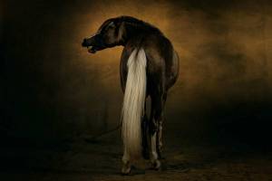Раскраска долговязая лошадь #12 #295168