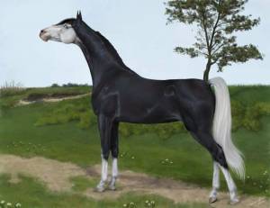 Раскраска долговязая лошадь #32 #295188