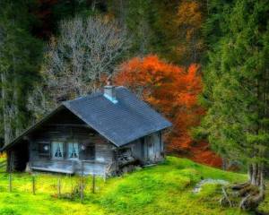 Раскраска дом в лесу #22 #295526