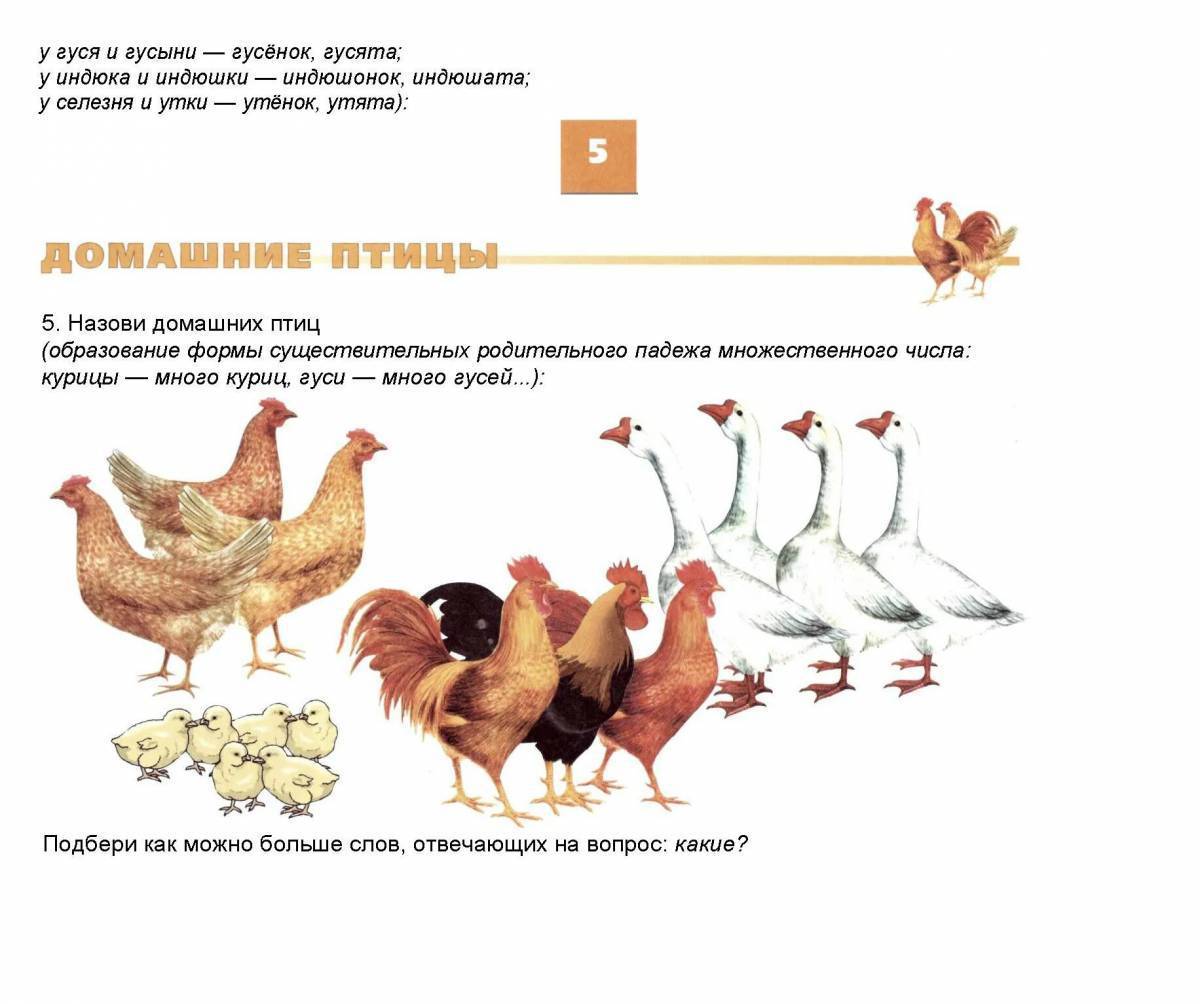 Домашние птицы презентация для детей 6 7 лет