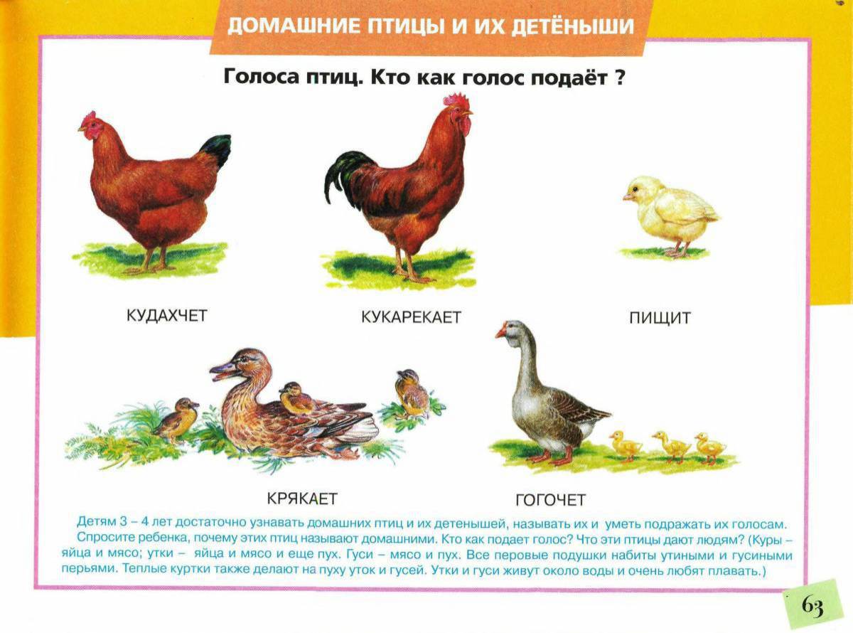 Тест домашние птицы. Кто как голос подает домашние птицы. Альбом по развитию речи Володина. Картинки домашние птицы и их Детеныши. Домашние птицы и их Детеныши картинки для детского сада.