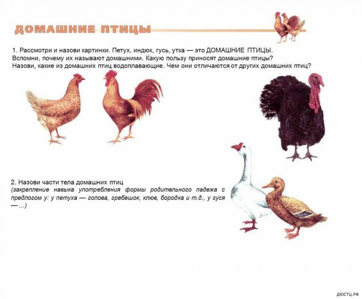 Презентация домашние птицы и их детеныши со звуком