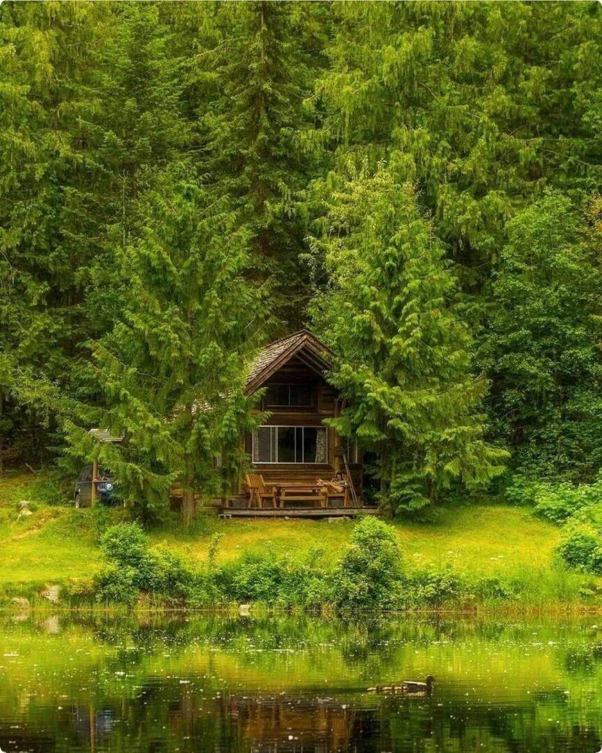 Домик в лесу для двоих. Хижина гномов, Британская Колумбия. Домик на природе. Домик в лесу. Дом в лесу.