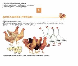 Раскраска домашние птицы для детей 6 7 лет #31 #296649