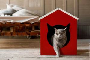Раскраска домик для кошки #31 #297031