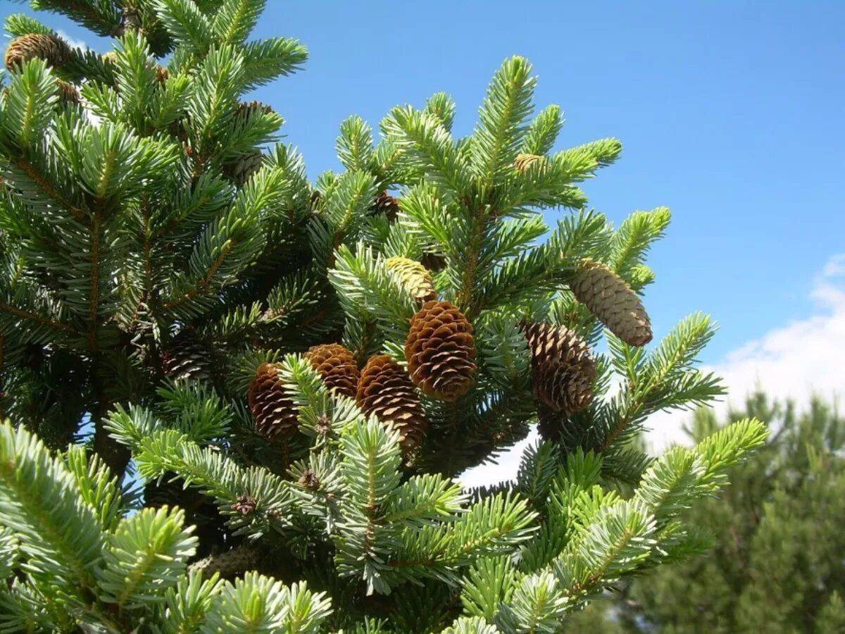 Покажи фотографии ели. Ель двуцветная Picea bicolor. Ель Сибирская Picea obovata. Ель обыкновенная биколор. Ель обыкновенная Лесная.