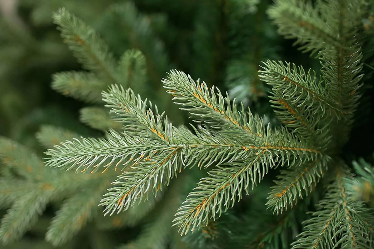 Ели снг. Green Trees ель Фьерро премиум 2.1. Green Trees ель Фьерро премиум 1.5. Искусственная ель "Валерио премиум "(Green Trees, Россия). Ель "Валерио" премиум 150 см..