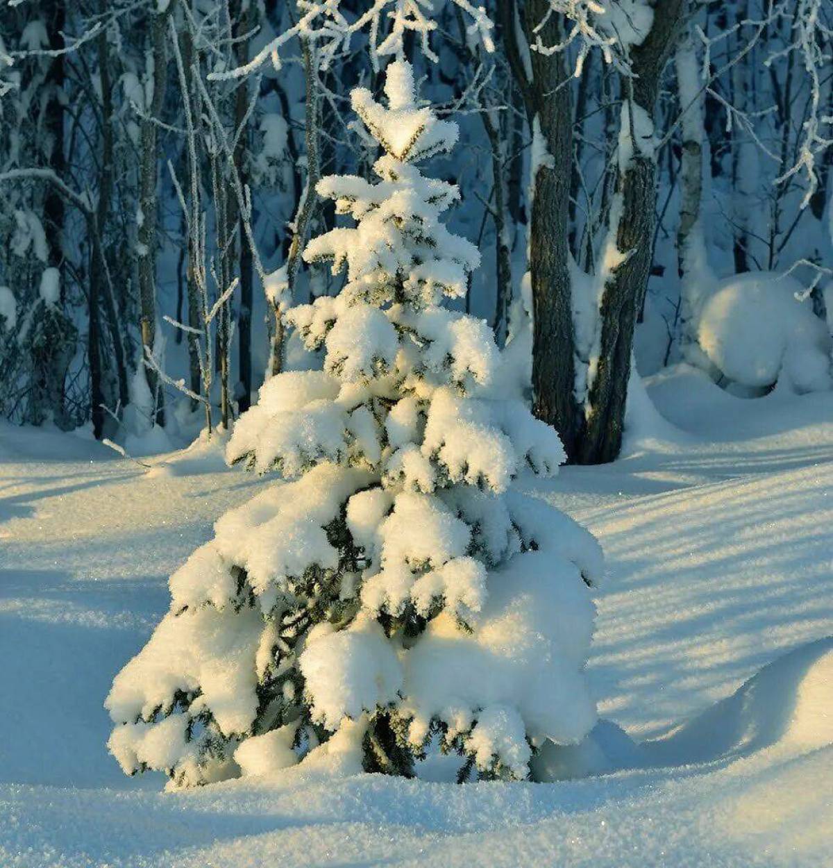 Снежная елочка. Елка в снегу. Елка зимой. Ест снег. Снежная елка.