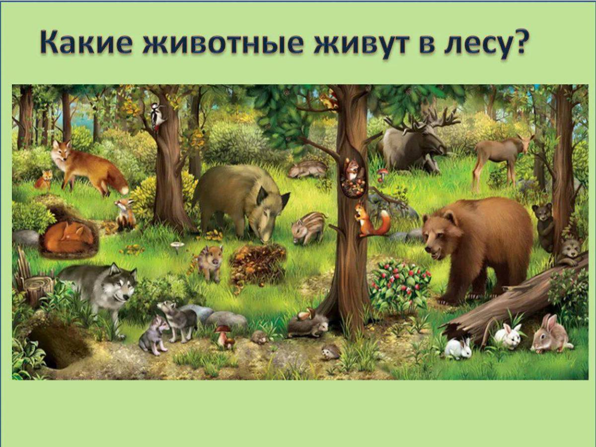 Работы с дикими животными. Лес с дикими животными. Жители леса. Лесные жители. Лесные звери в лесу.