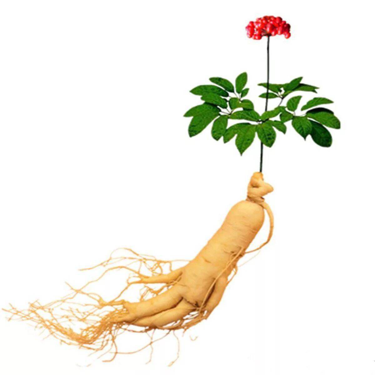 Женьшень эффект. Panax Ginseng женьшень. Женьшень настоящий (Panax Ginseng). Красный женьшень растение. Женьшень растение корень.