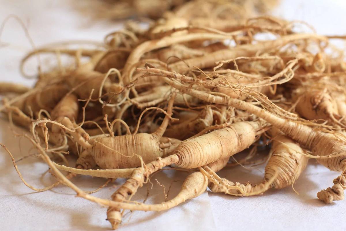 Женьшень для организма. Женьшень Panax. Panax Ginseng женьшень. Женьшень настоящий (Panax Ginseng). Женьшень обыкновенный (Panax Ginseng c.a Meyer.) Сырье.