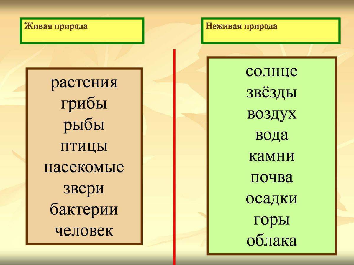 Предметы Живые И Неживые Картинки