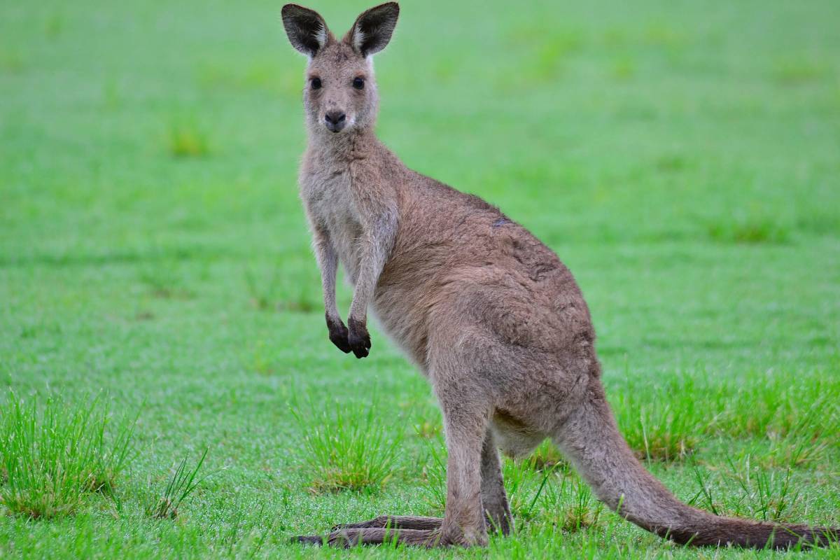 Австралийское животное меняющее внешний вид. Животные Австралии кенгуру. Кенгуру в Австралии. Сумчатые кенгуру. Австралия Саванна с кенгуру.