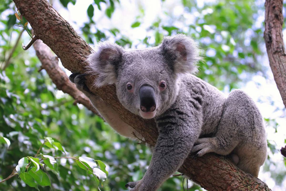 Австралийское животное меняющее внешний вид. Животные Австралии коала. Коала сумчатое. Австралийский сумчатый медведь коала. Медведи коалы в Австралии.