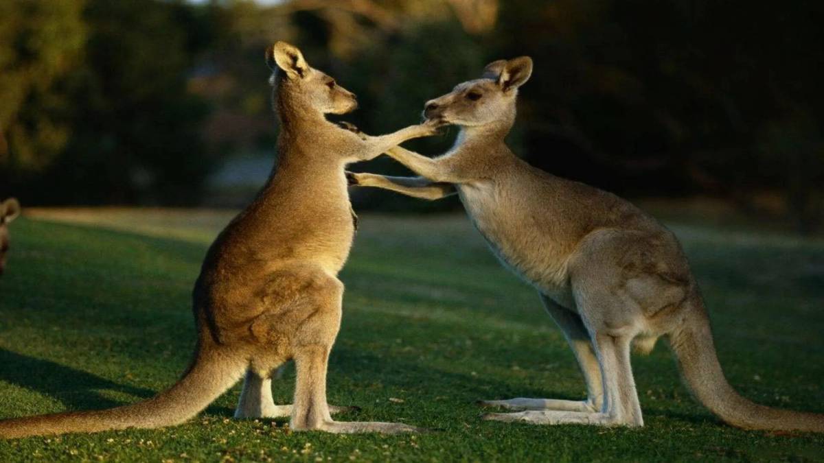 животный мир австралии на
