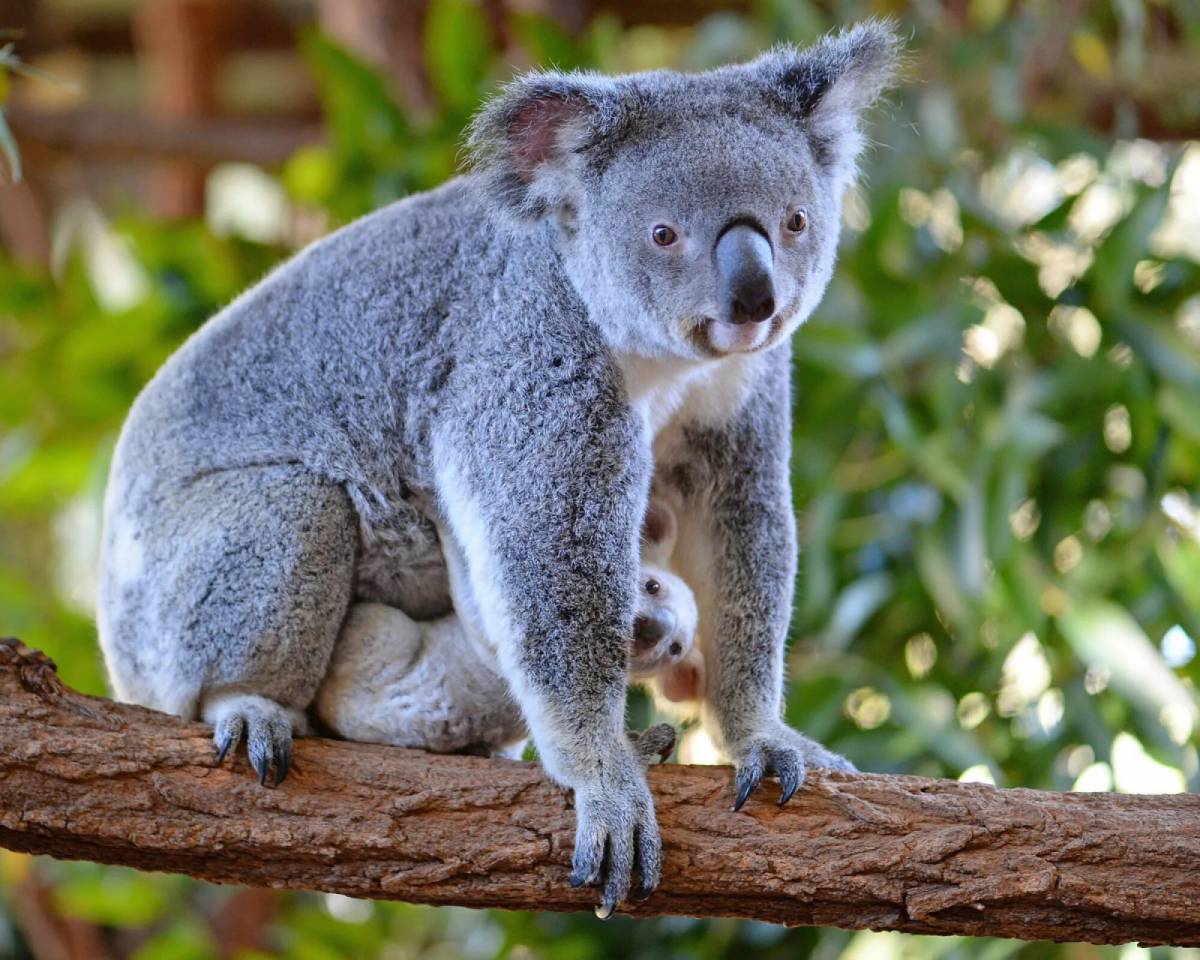 Как называют животный мир. Коала сумчатое. Сумчатый мишка коала. Австралия сумчатые коала. Карликовая коала.