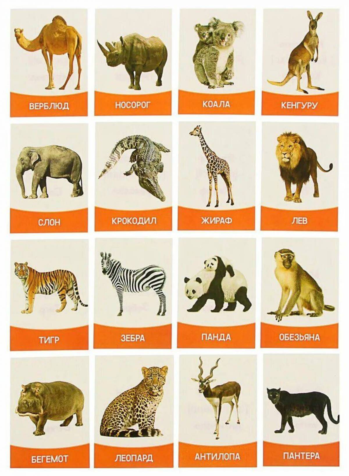 Тигр лев жираф слон. Карточки животные для детей. Дикие животные для детей. Дети животных названия. Карточки для изучения животных для детей.