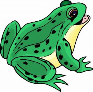 Раскраска жаба для детей #1 #305472