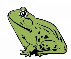 Раскраска жаба для детей #12 #305483