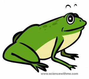 Раскраска жаба для детей #18 #305489