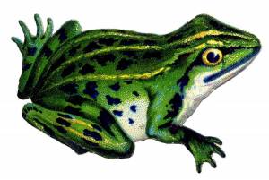 Раскраска жаба для детей #22 #305493