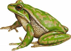 Раскраска жаба для детей #33 #305504